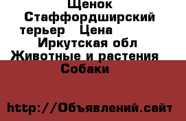 Щенок Стаффордширский терьер › Цена ­ 5 000 - Иркутская обл. Животные и растения » Собаки   